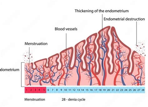 normal endometrial thickness throughout cycle